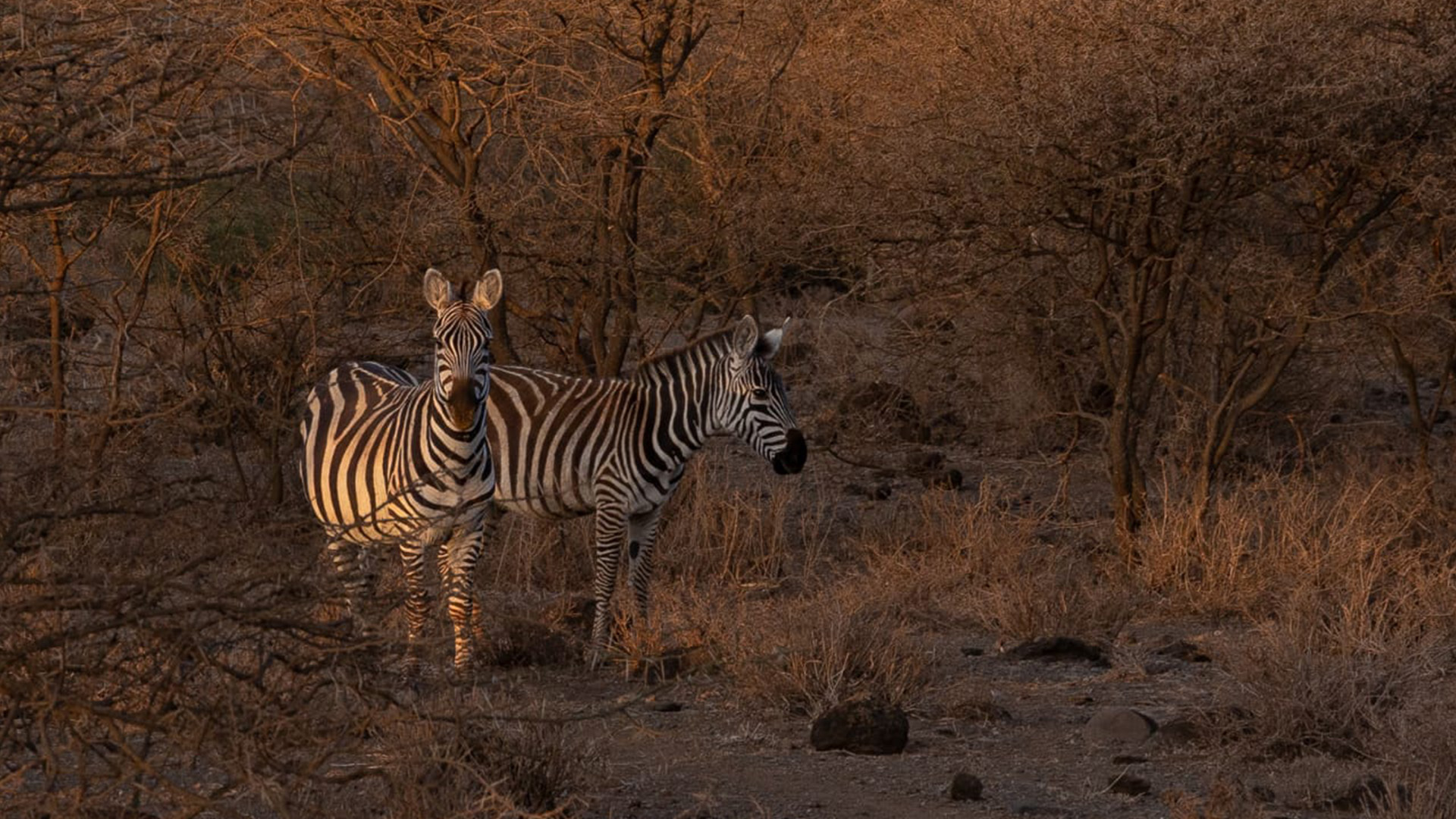 Zebras im Tsavo Ost Nationalpark