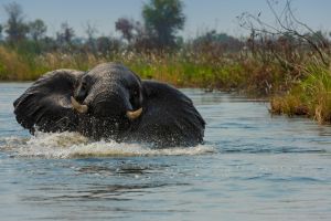 Elefant