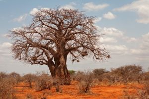 Tsavo West Landschaft