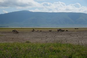 Ngorongoro