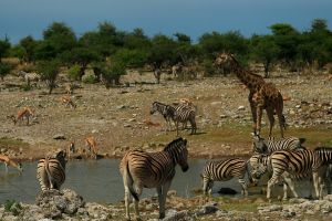 Etosha