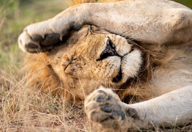 Sambia Exklusiv - Die Premium Safari