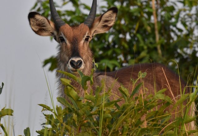 Uganda Eco Safari