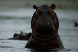 Nilpferd